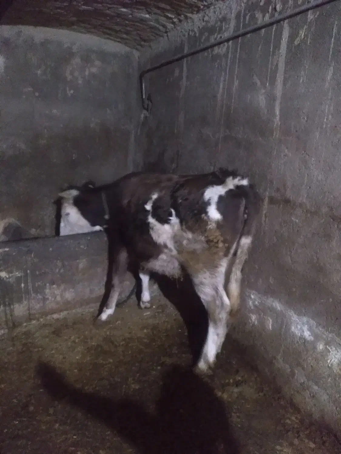 تلیسه آبستن گاوشیری|حیوانات مزرعه|صحنه, |دیوار