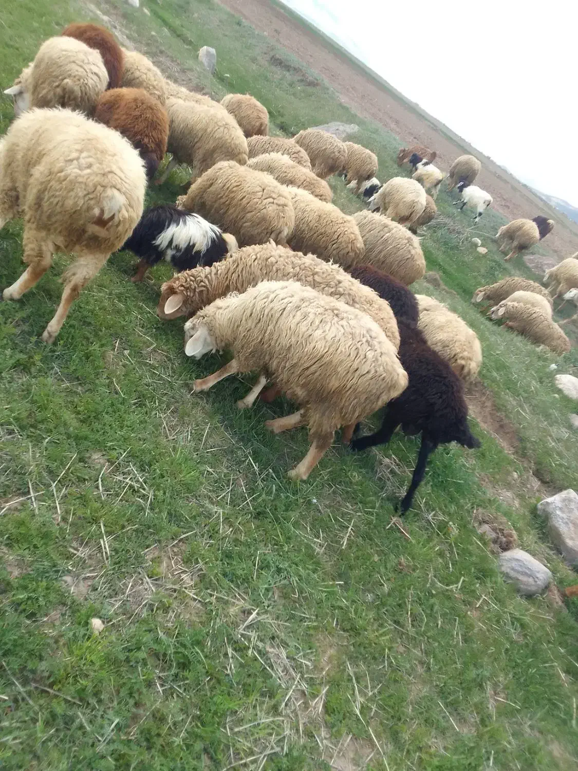 ۵۷۰۰۰۰۰۰۰|حیوانات مزرعه|نیر (اردبیل), |دیوار