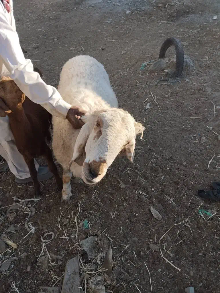 گوراند لتگی فروشی|حیوانات مزرعه|سراوان, |دیوار