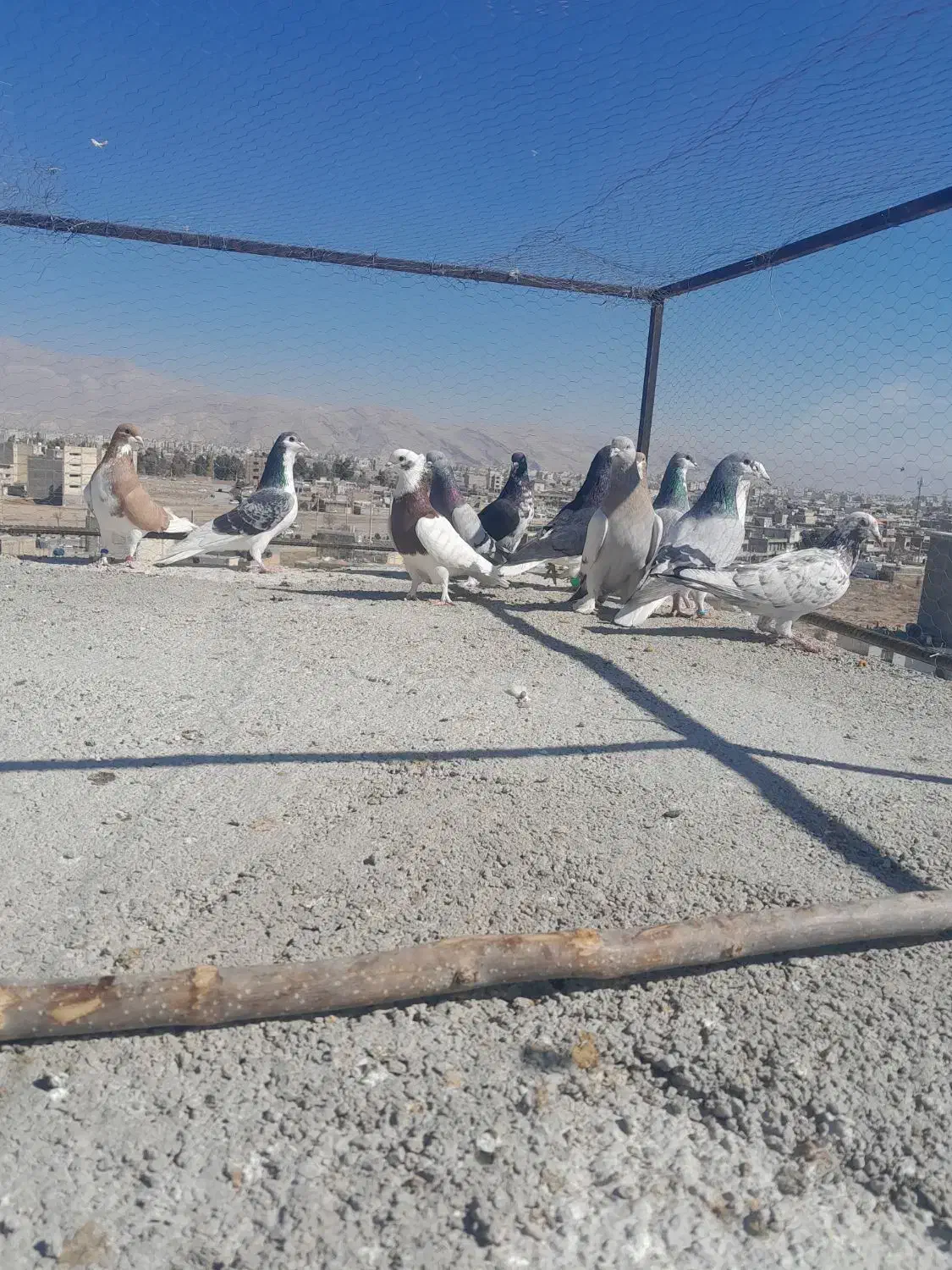 کبوتر|پرنده|شیراز, کوشک میدان|دیوار