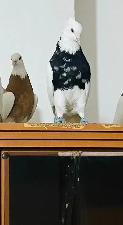 نر طوقی سیاه و زرین فوق درشت شش دانگ|پرنده|اهواز, سپیدار|دیوار