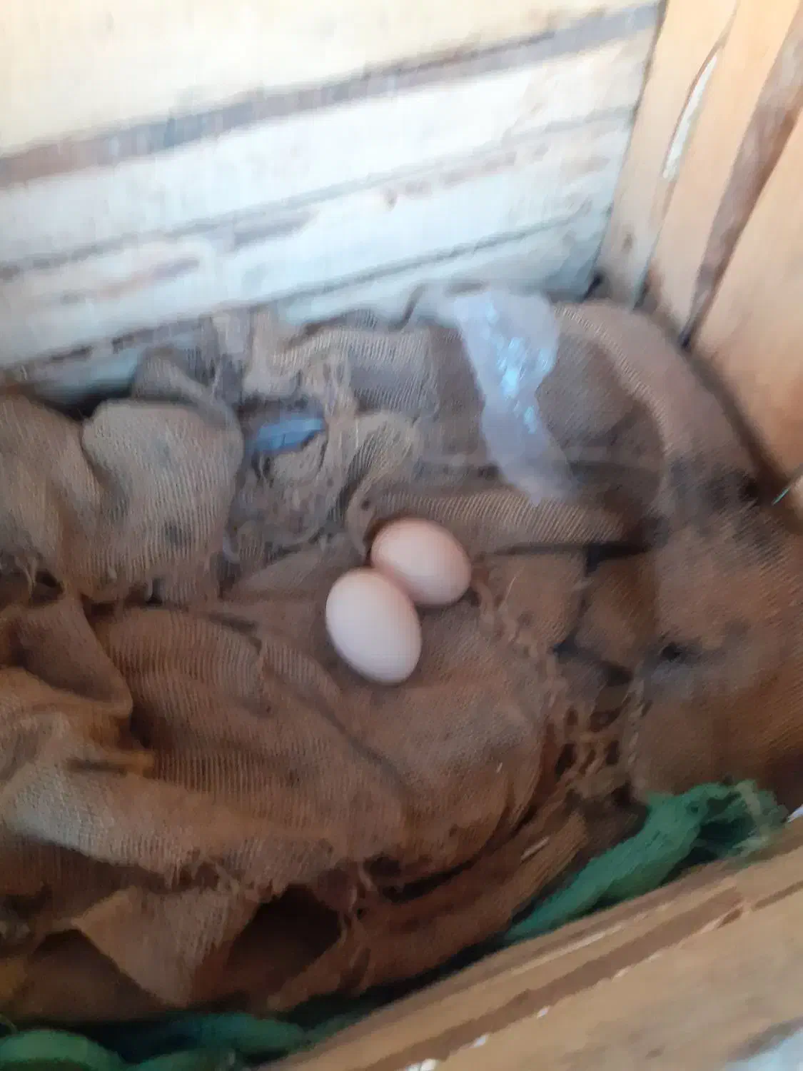 مرغ وخروس|حیوانات مزرعه|طرقبه, |دیوار