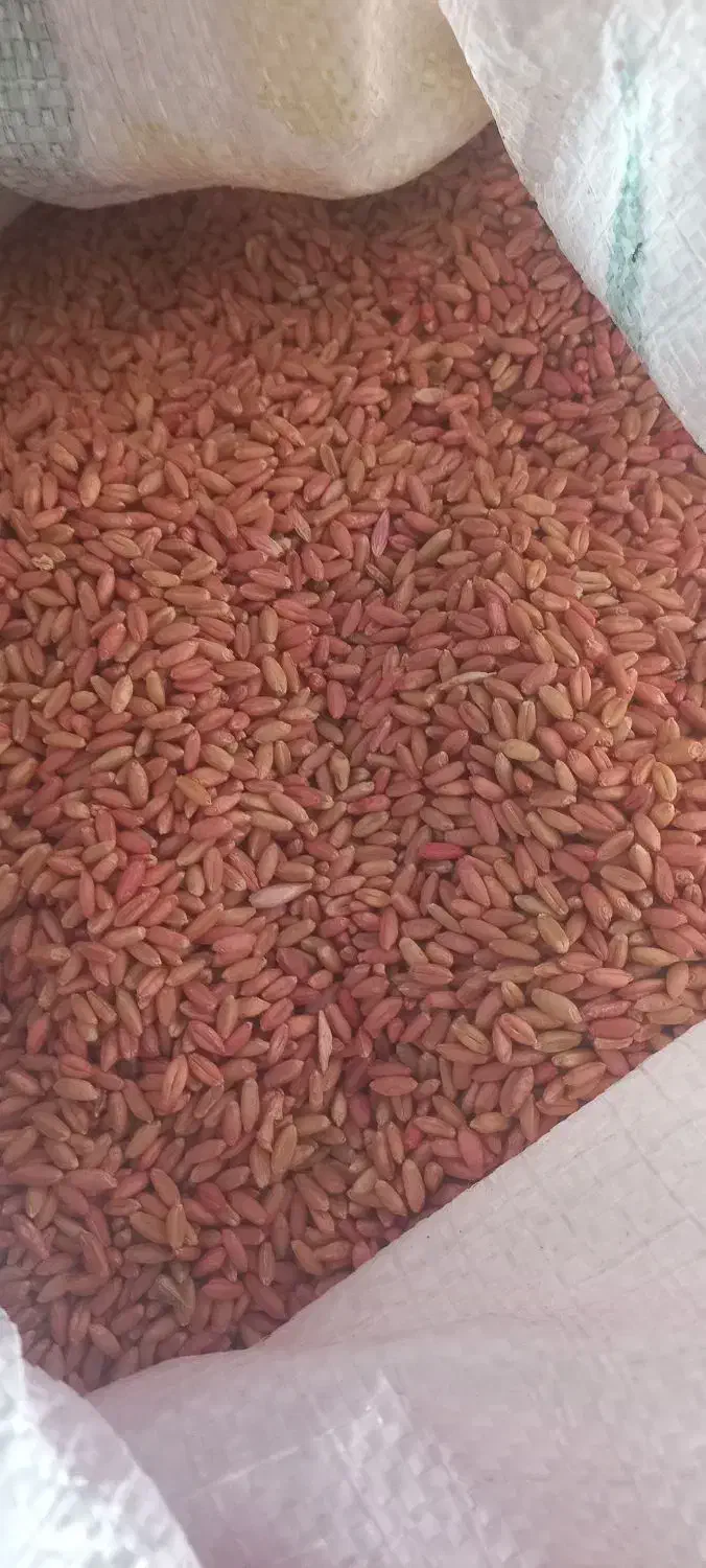 گندم بوجاری شده تمیز.|خدمات باغبانی و درختکاری|بیجار, |دیوار