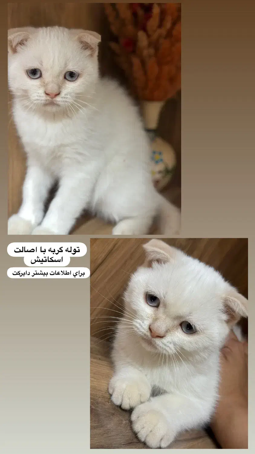توله اسکاتیش فولد ۲ ماهه|گربه|گناباد, |دیوار