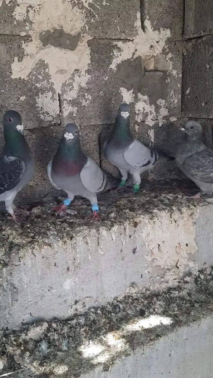 کبوتر پرشی|پرنده|کوهمره, |دیوار