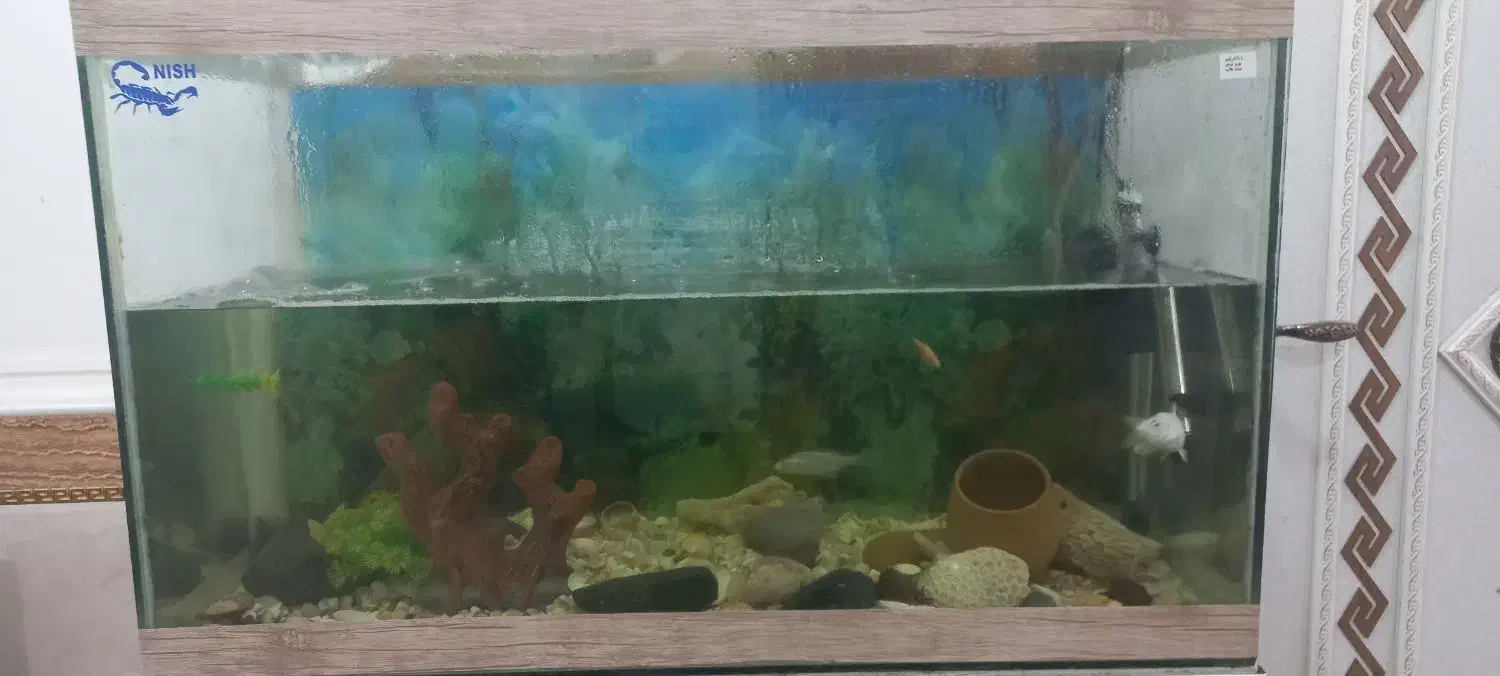 اکواریوم|ماهی|بندر ماهشهر, |دیوار