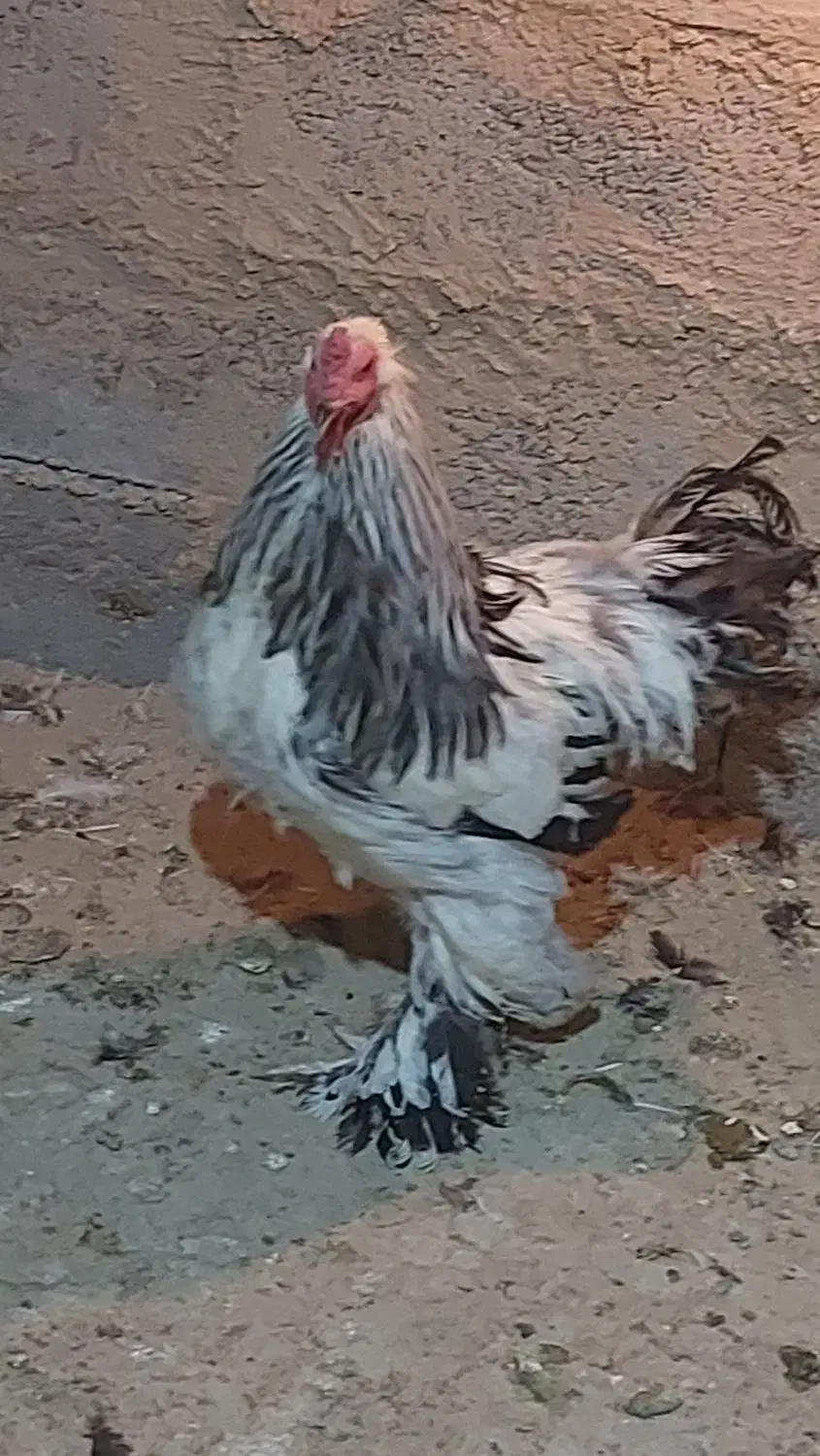 برهما|حیوانات مزرعه|سیستان, |دیوار