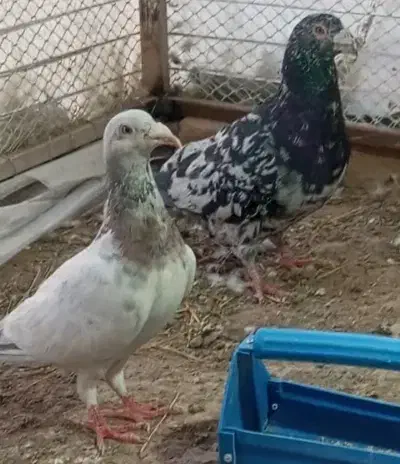 کبوتر هفرنگ|پرنده|بردسکن, |دیوار