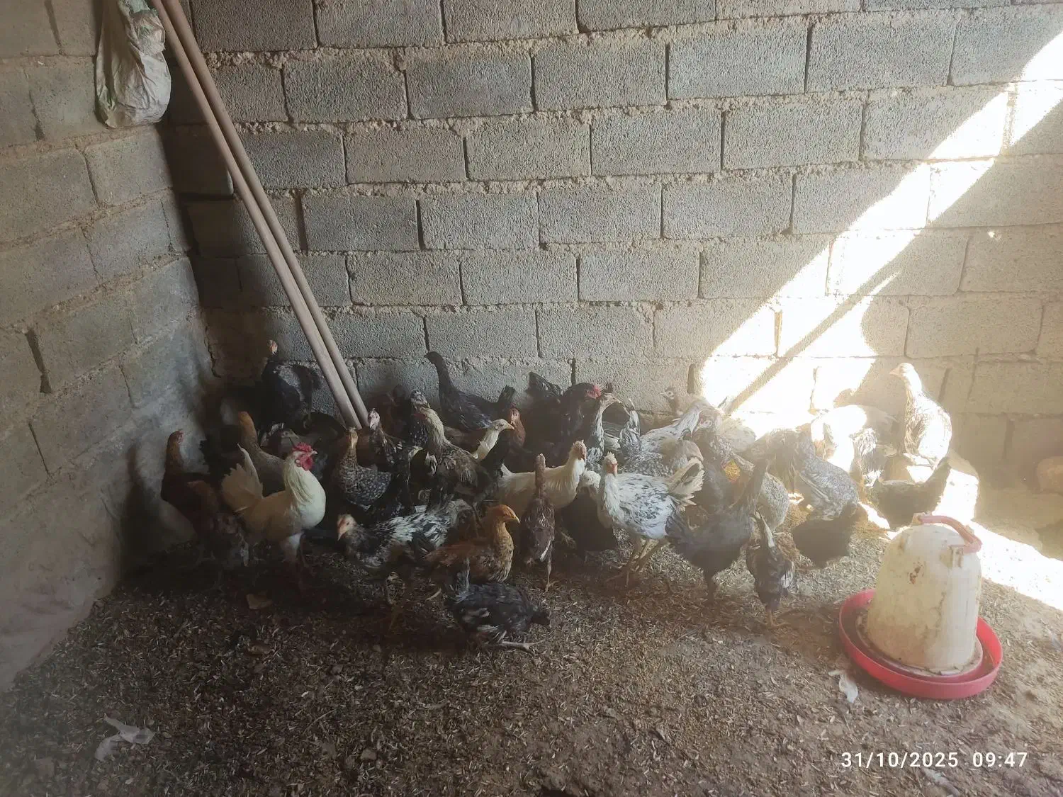 فروش ،مرغ ،خروس،بوقلمون|حیوانات مزرعه|بانش, |دیوار