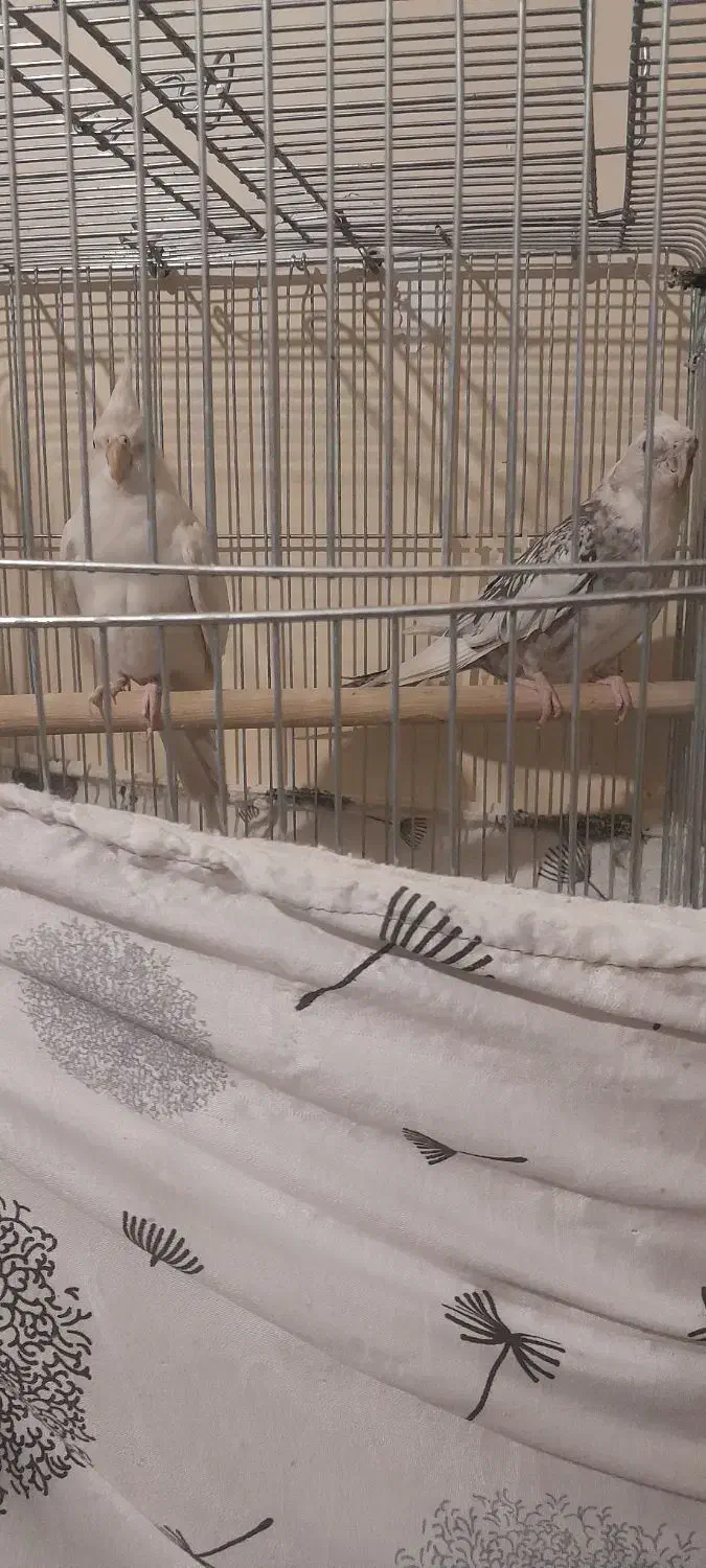 یک جفت عروس هلندی آماده|پرنده|فردیس, شهرک شهید حسینی|دیوار