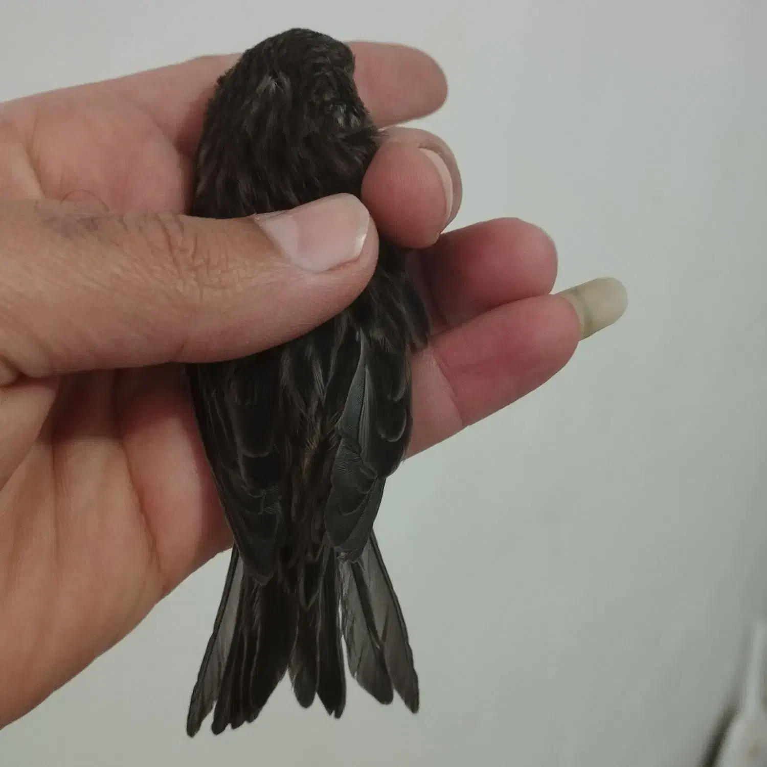 قناری ماده نگرو مشکی جفتی سهره.|پرنده|ری, فیروزآباد|دیوار