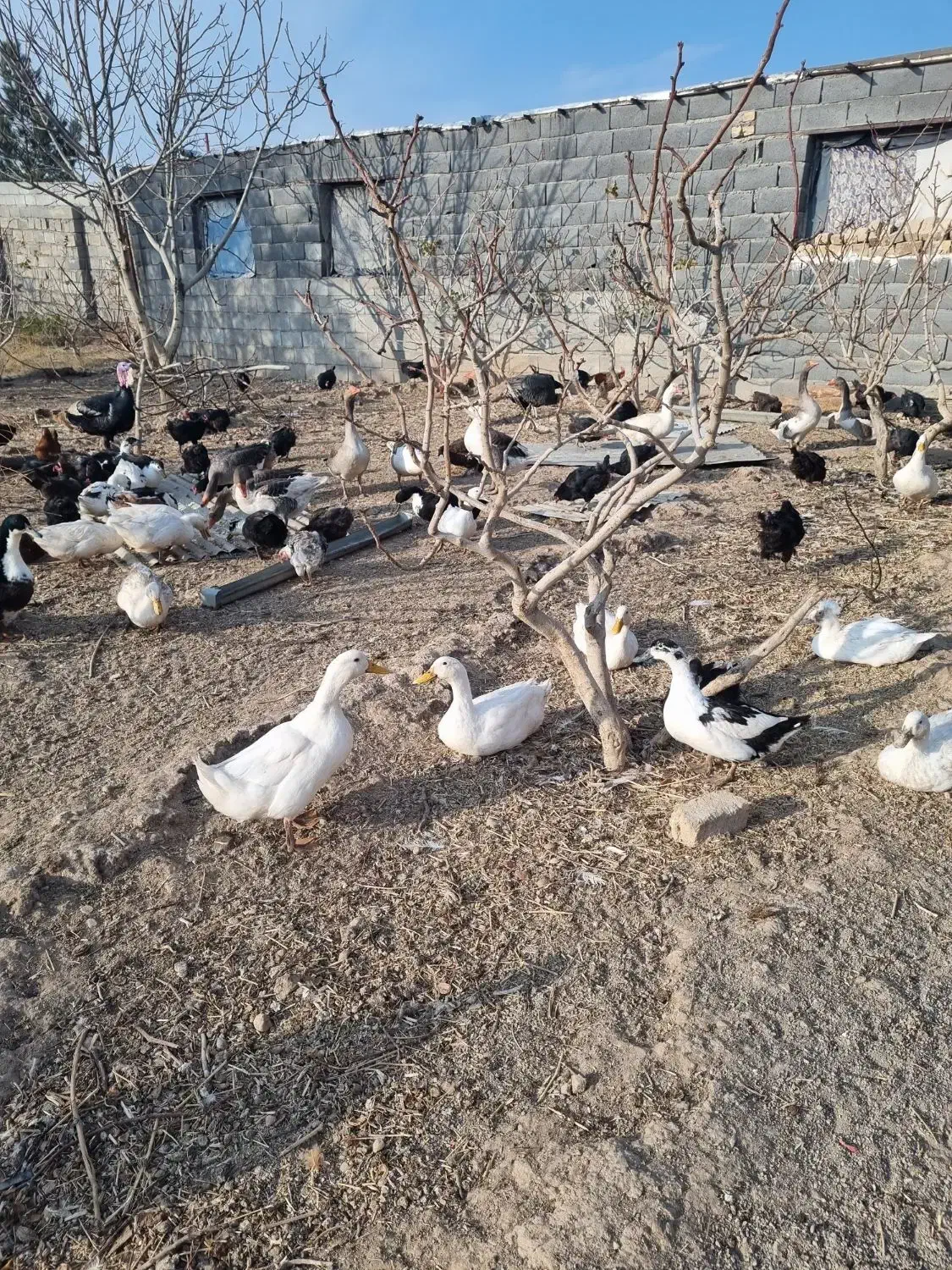 فروش مر غ وبوقلمون وسگ پاپی|حیوانات مزرعه|ساوه, |دیوار