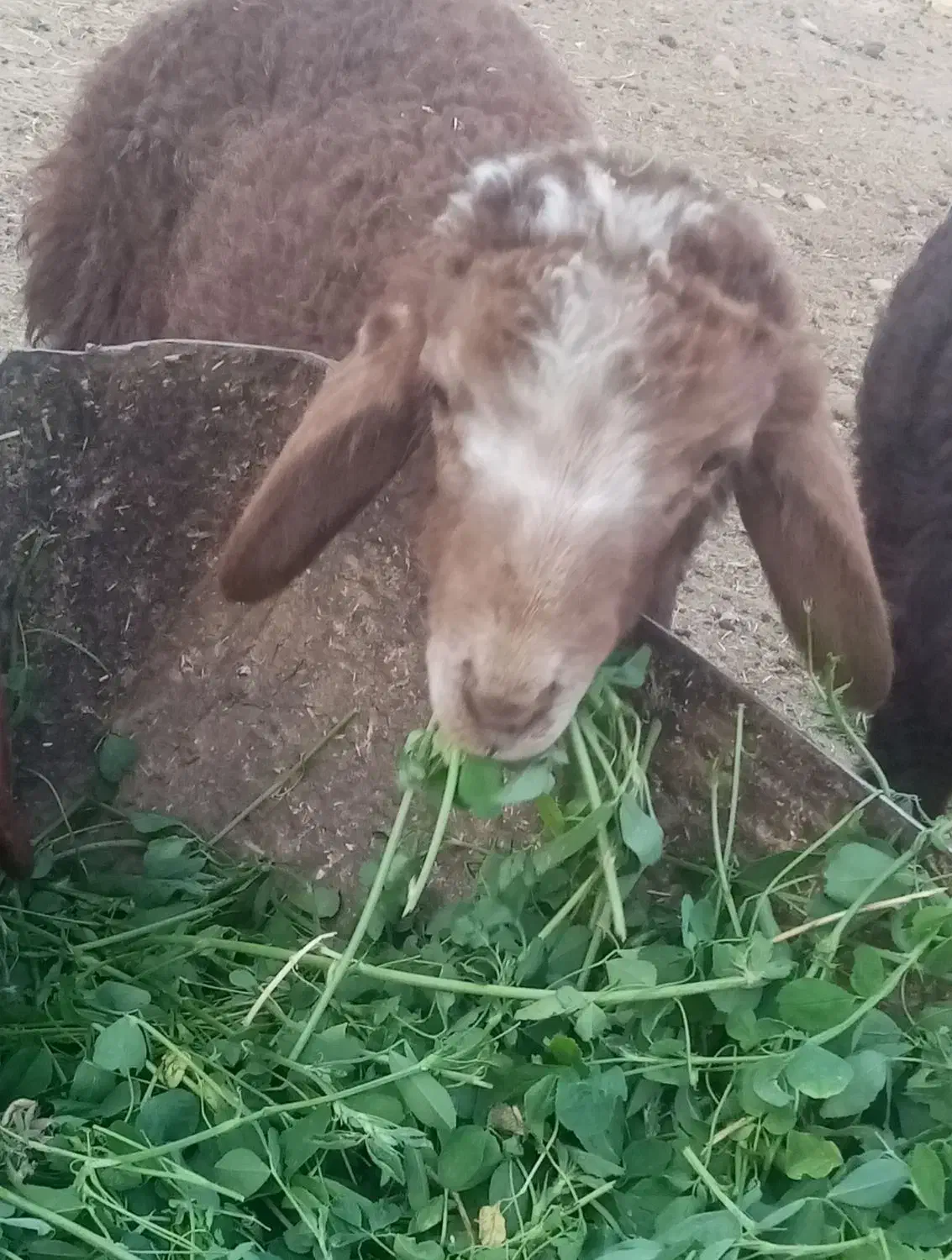 3میش و 3بره و یک عدد بره ماده|عمده‌فروشی|خواف, |دیوار