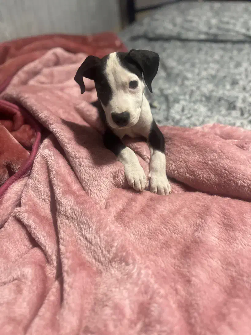 سگ پیت بول ماده|سگ|تهران, نازی‌آباد|دیوار