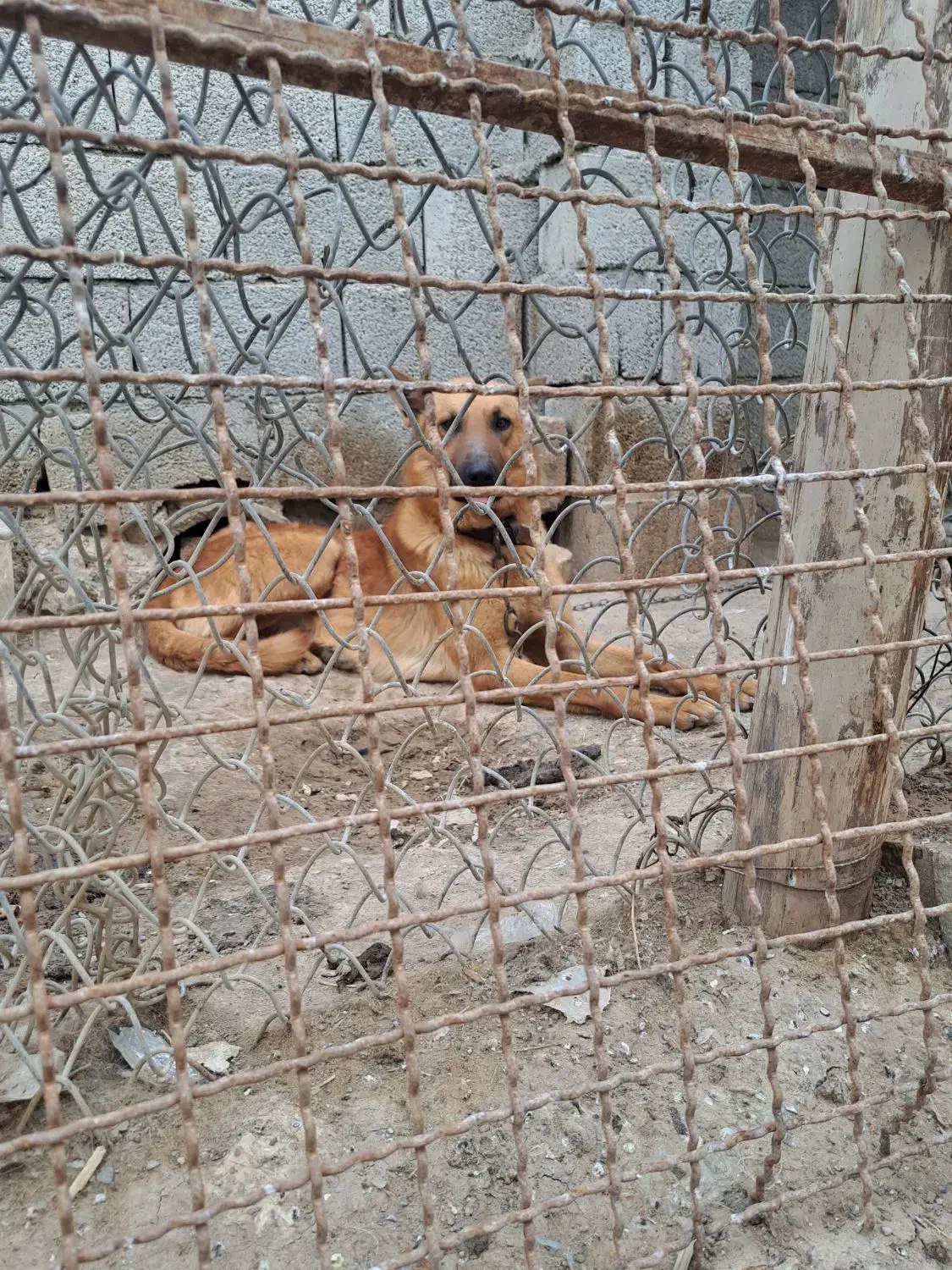 واگذاری دوعدد سگ دورگ مالینیوز ژرمن مناسب نگهبانی|سگ|فلاورجان, |دیوار