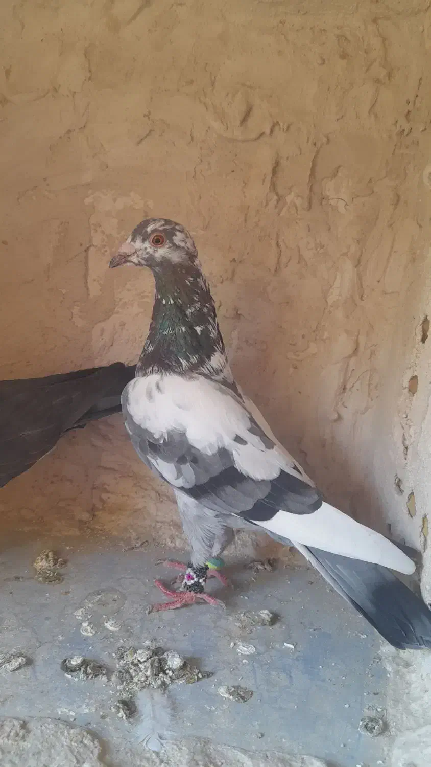 کبوتر|پرنده|فردوس (خراسان), |دیوار