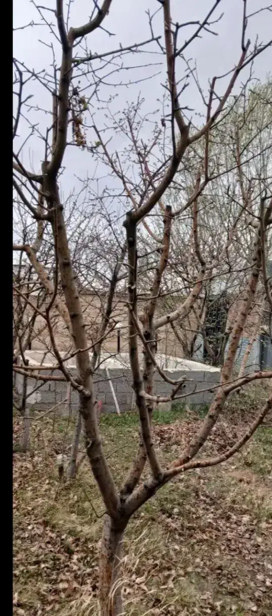 هرس کاری|خدمات باغبانی و درختکاری|ارومیه, |دیوار