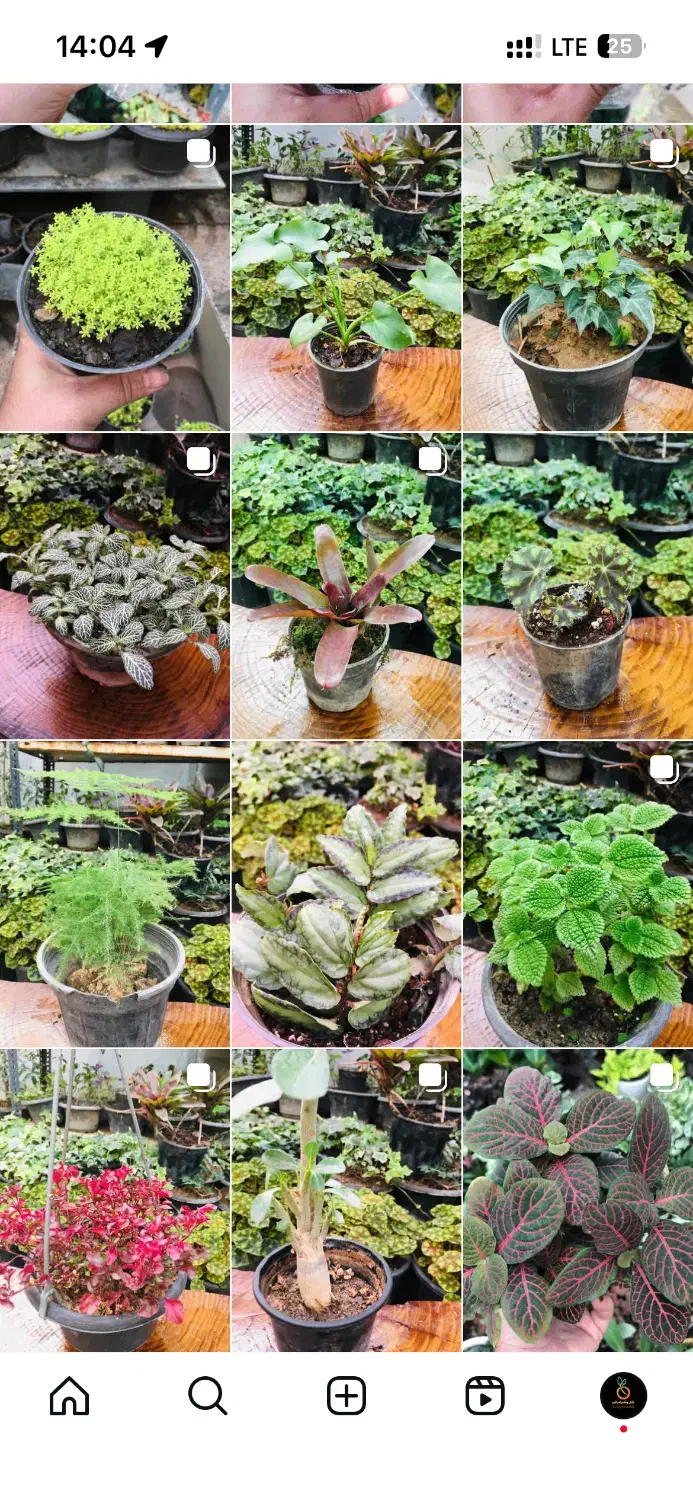 استخدام کارگر خانوم جهت تازیین گل و گیاه|استخدام خدمات فروشگاه و رستوران|محمدشهر, محمدشهر|دیوار