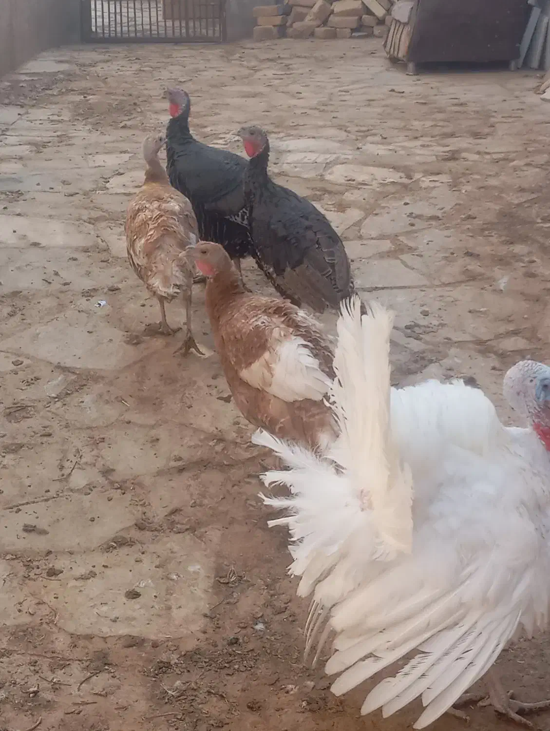 بقلمون|حیوانات مزرعه|تاکستان, |دیوار