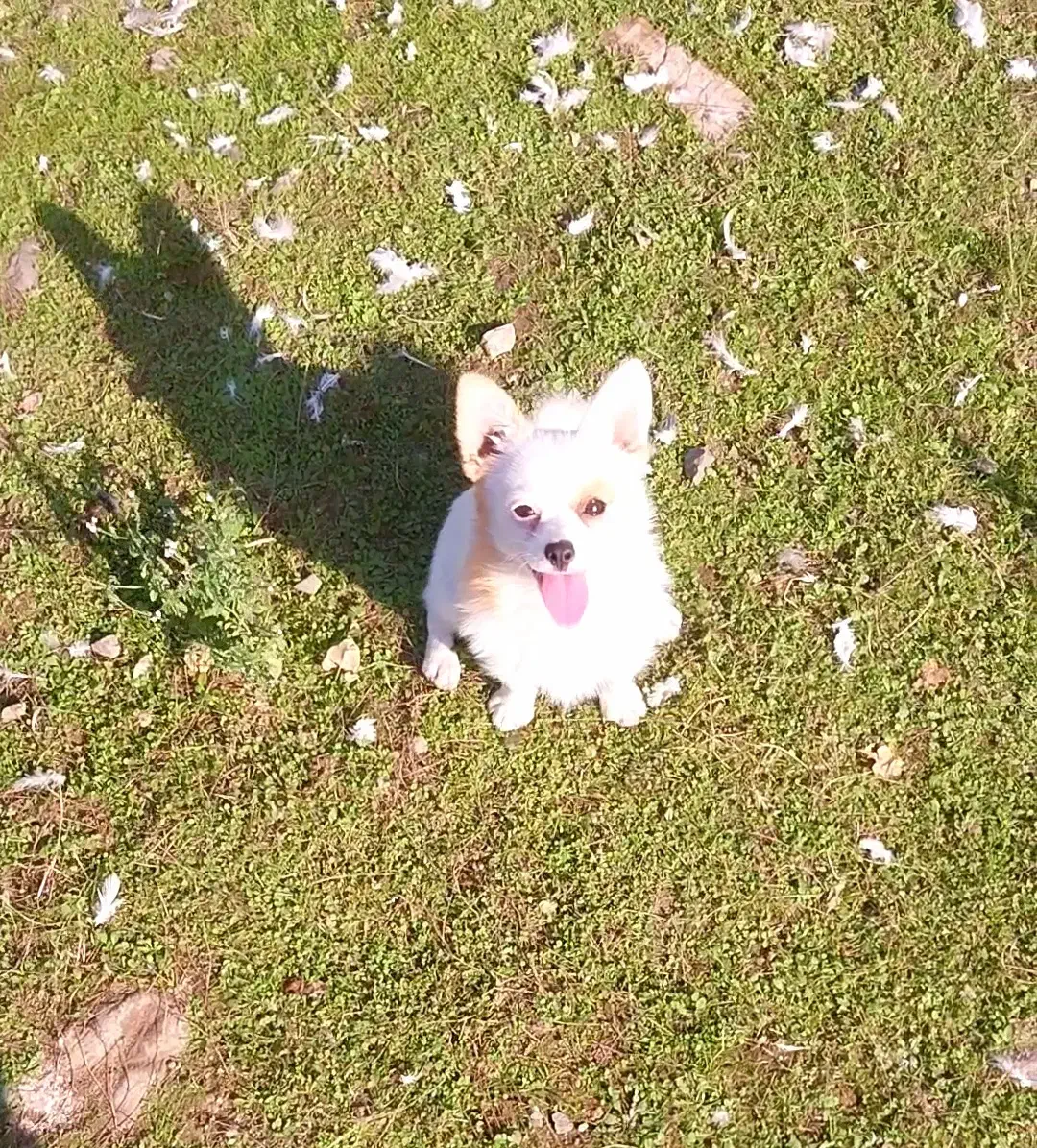 پامرانین خرسی و روباهی|سگ|تالش, تالش|دیوار