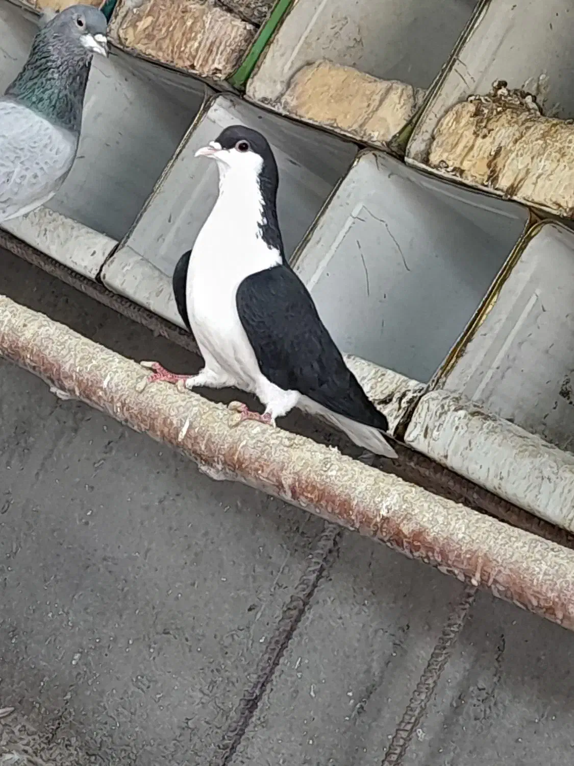 یک جفت دمگیر خوشگل دونسته|پرنده|مبارکه, |دیوار