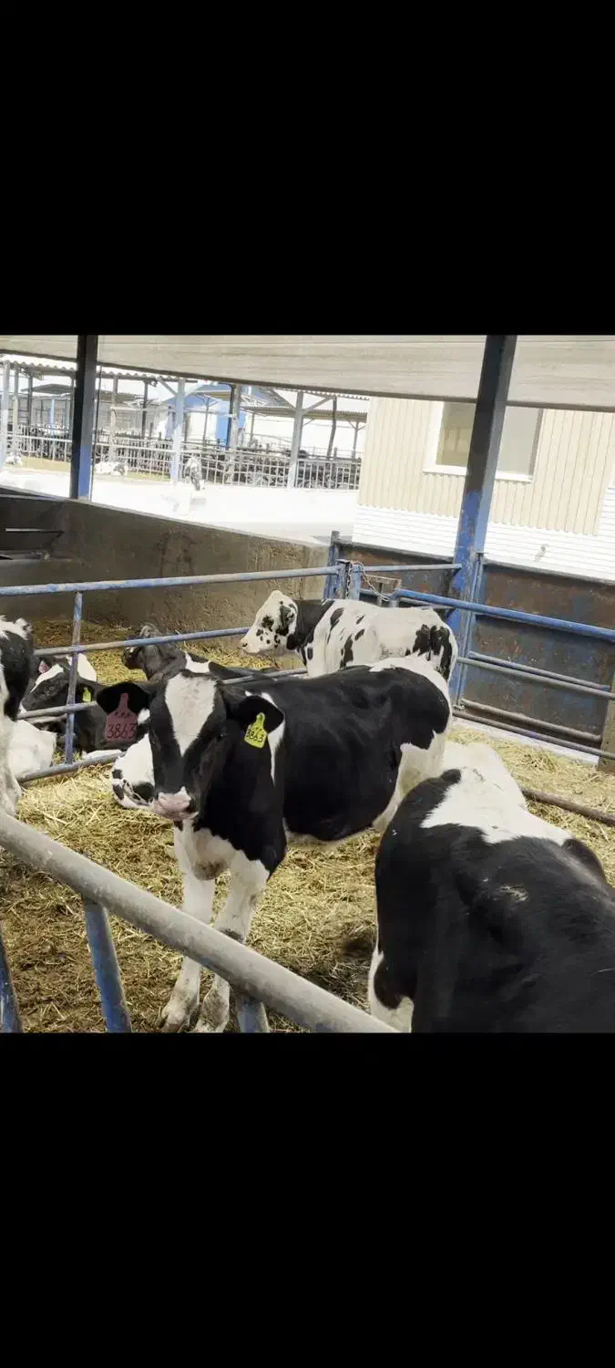 فروش گوساله شیری وقطع شیر درجه یک|حیوانات مزرعه|فشاپویه, |دیوار