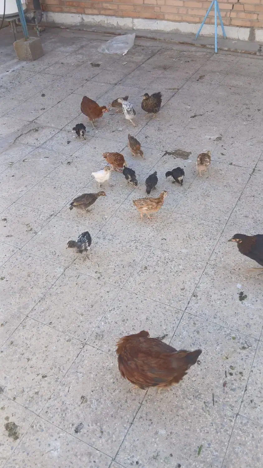 فروش جوجه|حیوانات مزرعه|مسجد سلیمان, |دیوار