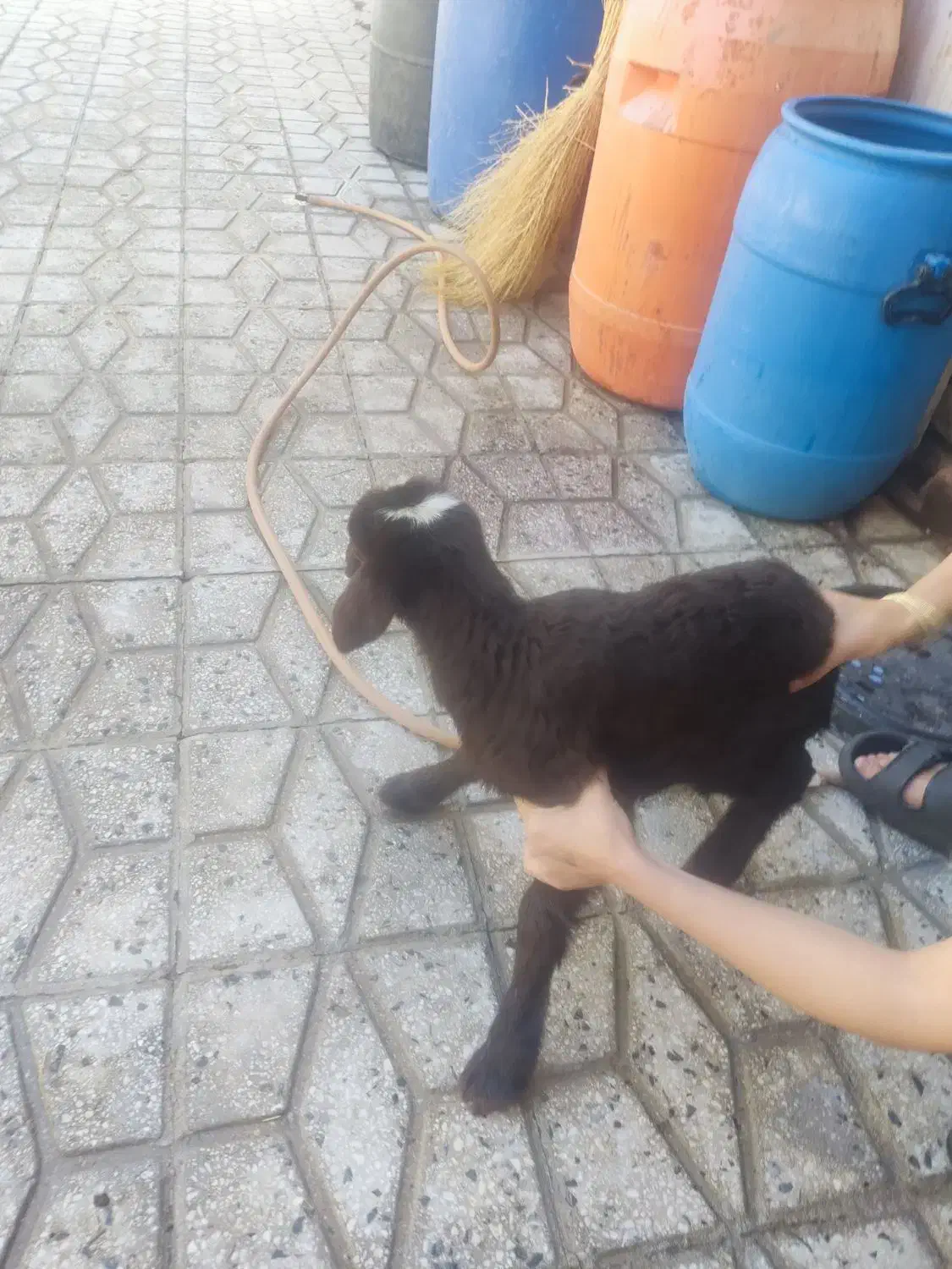 بره شیری|حیوانات مزرعه|اشترینان, |دیوار