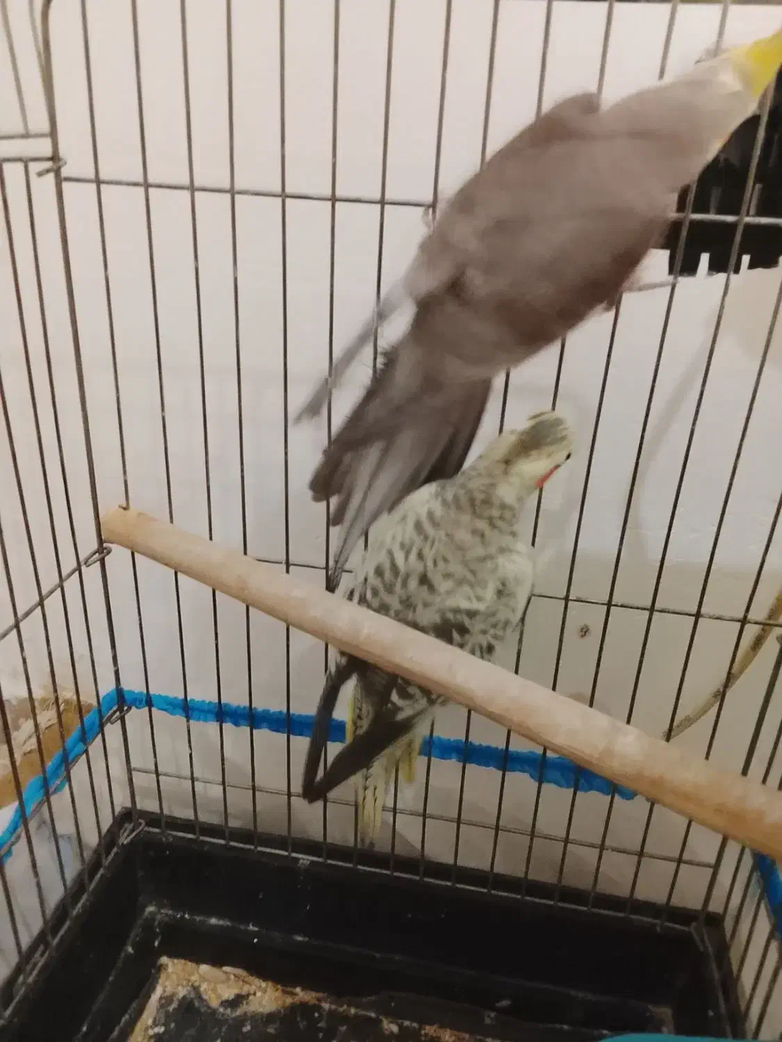 یک جفت عروس هلندی صددرصد تضمینی 4 تخم|پرنده|بومهن, |دیوار