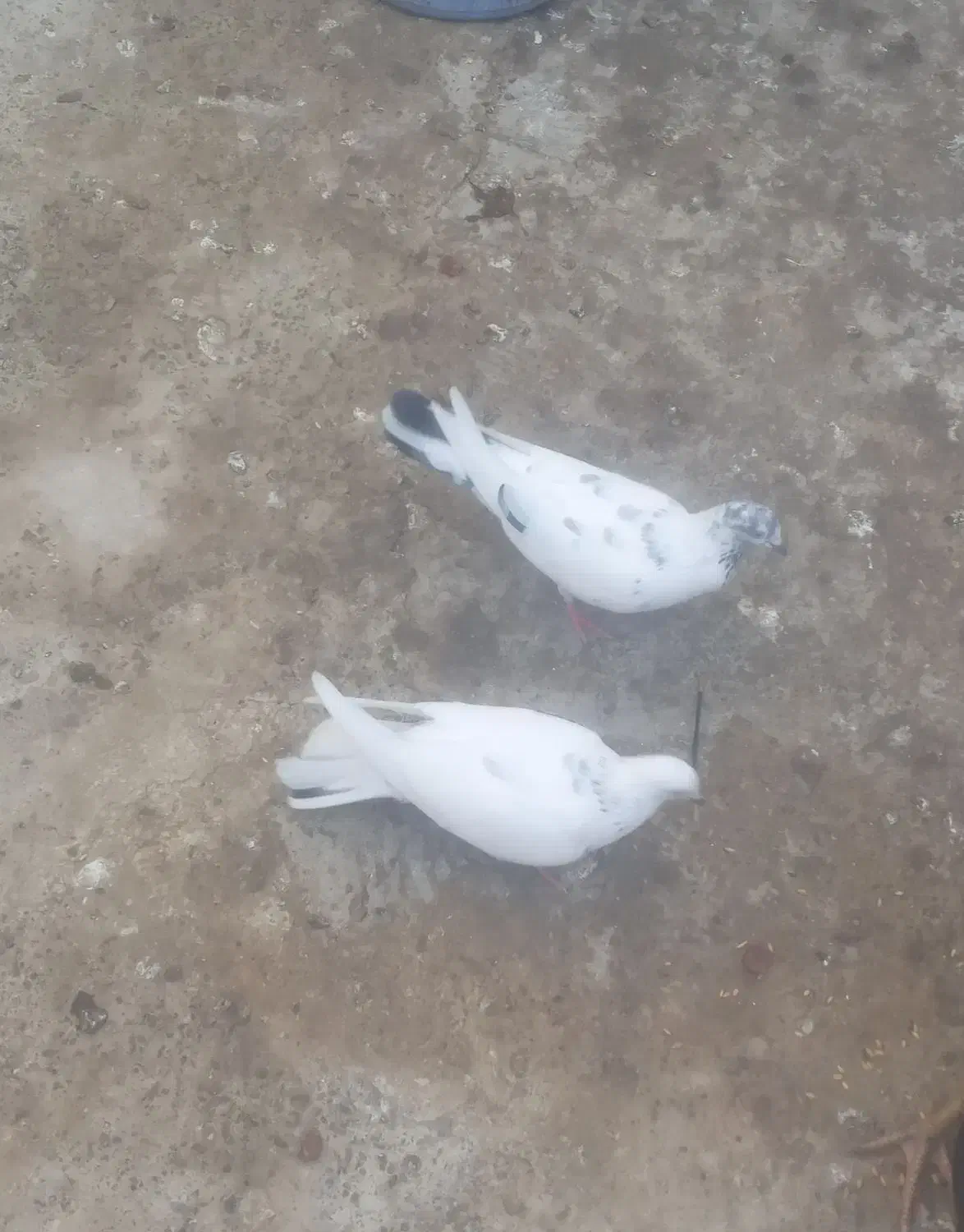 کبوتر|پرنده|کنارک, |دیوار