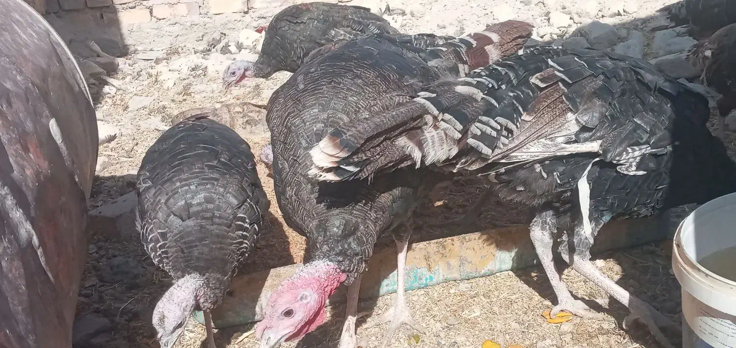 معاوضه با بزغاله گلابی|حیوانات مزرعه|چابهار, |دیوار