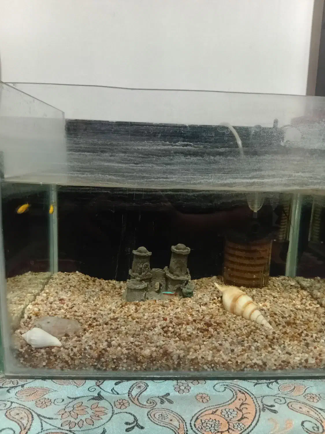 آکواریوم|ماهی|رشت, معلولین|دیوار