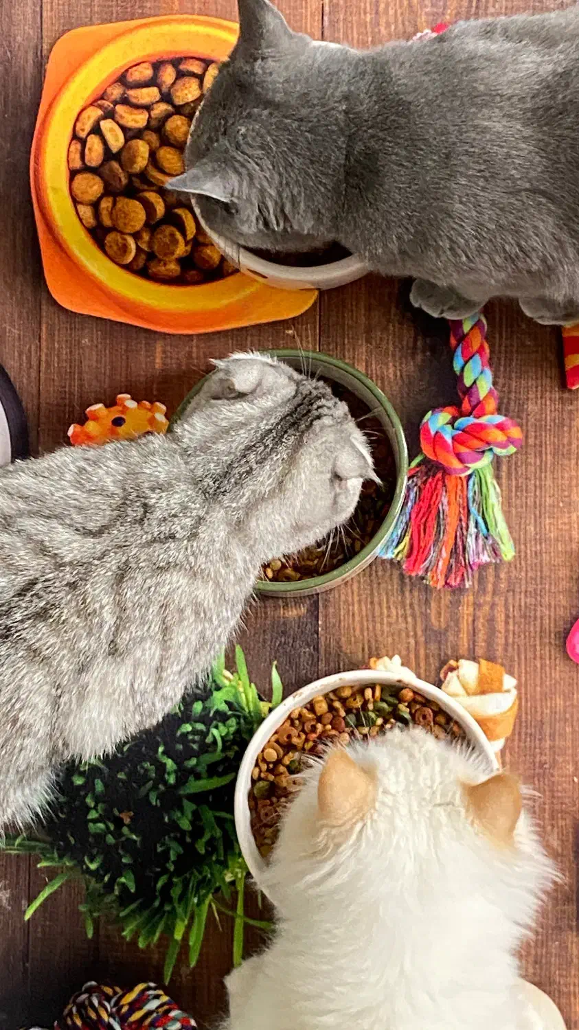 گربه گمشده|حیوانات|کرمانشاه, |دیوار