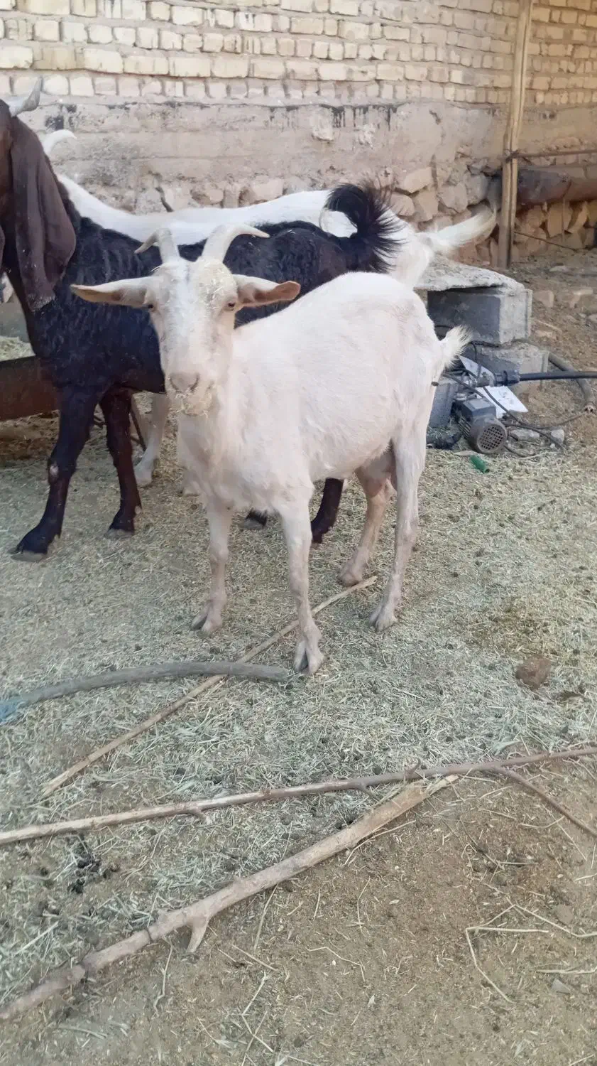 کولار سانن|حیوانات مزرعه|رحمت‌آباد, |دیوار