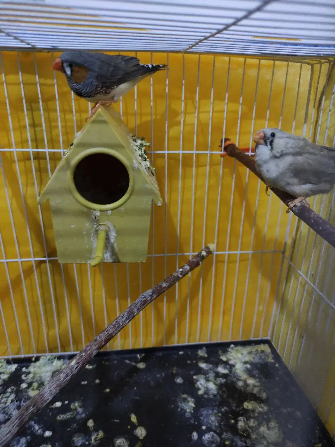 پرنده|پرنده|بردسکن, |دیوار