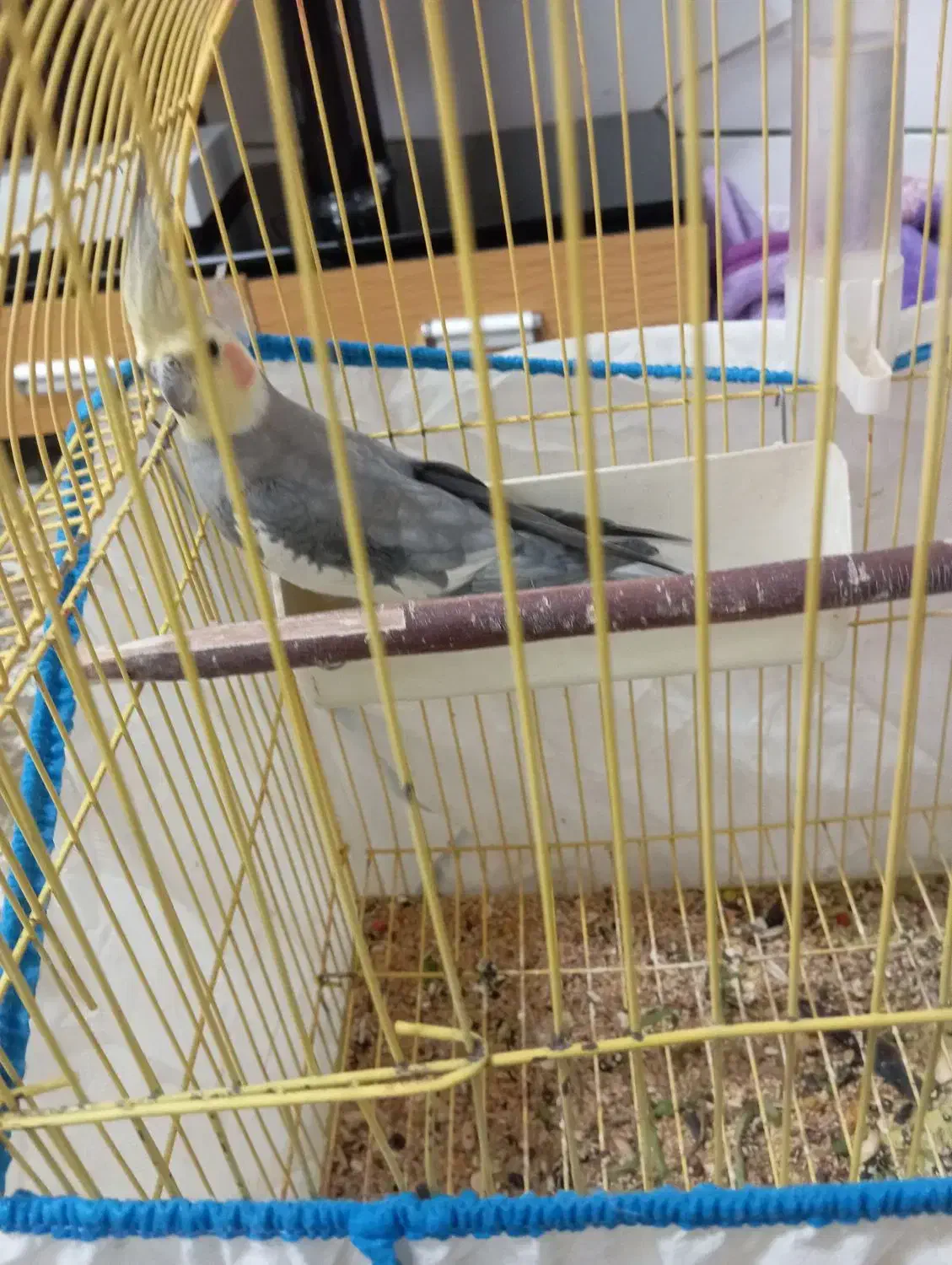 عروس هلندی|پرنده|خمینیشهر, |دیوار