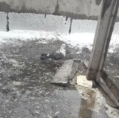 ماده سوسکی|پرنده|اردبیل, |دیوار