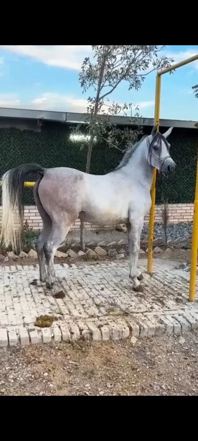 مادیان ۲سر|اسب و تجهیزات اسب‌سواری|قرچک, صالح آباد|دیوار