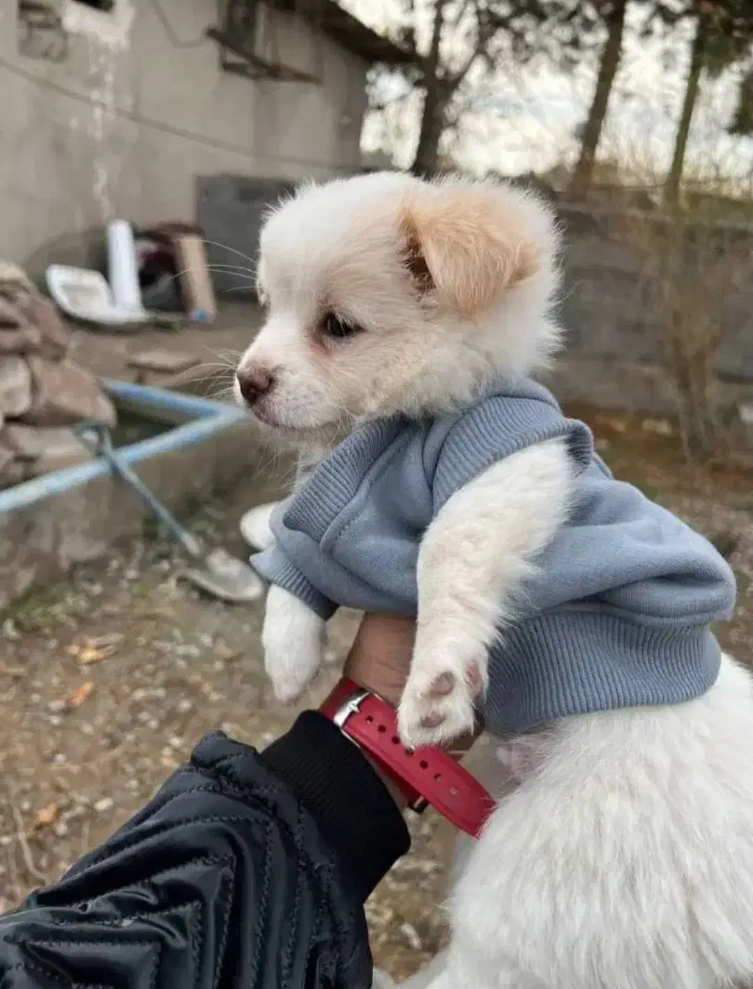 سگ پامر|سگ|مشهد, کوثر|دیوار