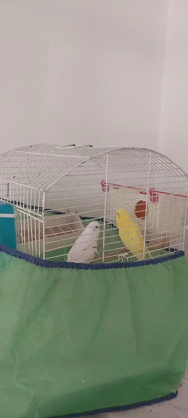 مرغ عشق|پرنده|قرچک, میرزائی جنوبی|دیوار