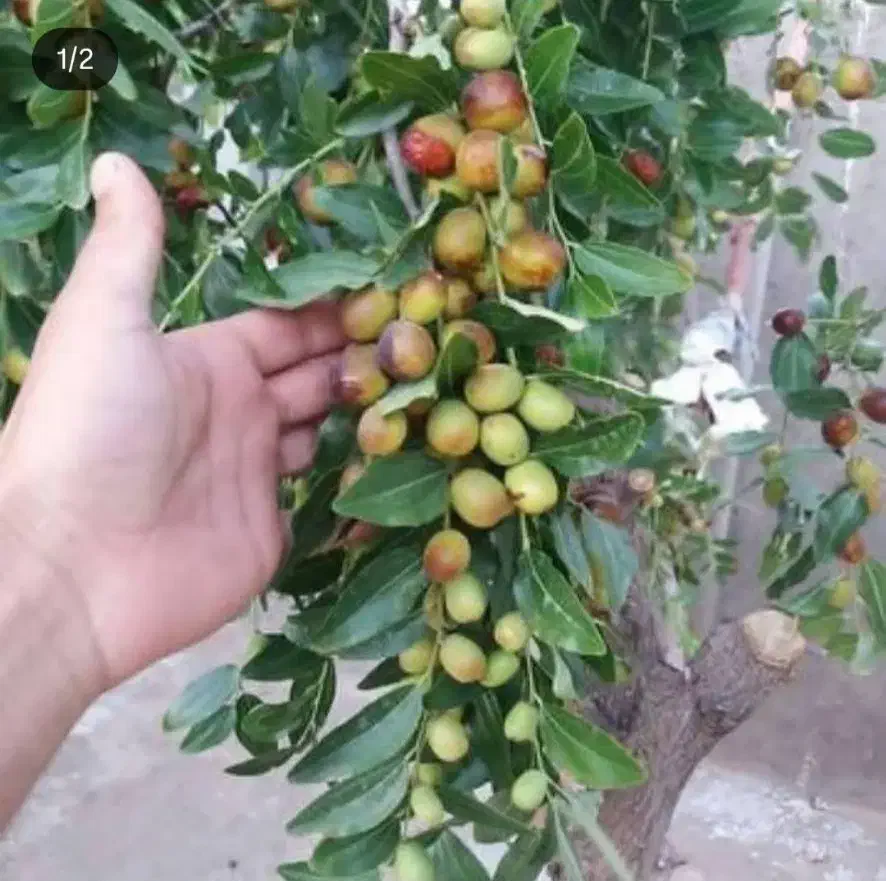 نهال زرشک وعناب وتوت وسنجد وانجیر وانار|حراج|زاهدان, |دیوار