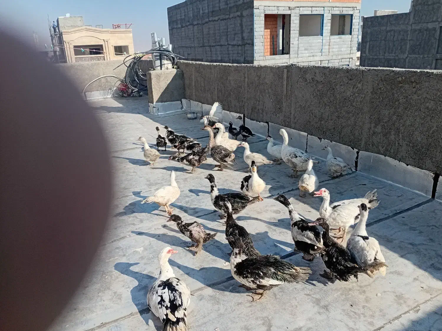 غاز سیکاس اردک|حیوانات مزرعه|بجنورد, |دیوار