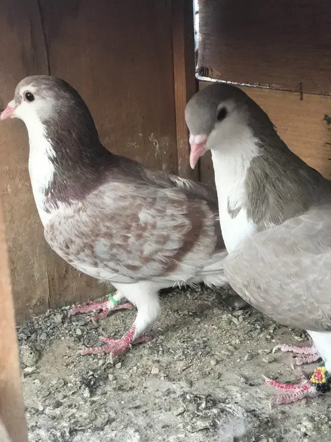 کبوتر کفتر شهرستانی وتهرانی عالی|پرنده|پاکدشت, پاکدشت (مامازند)|دیوار