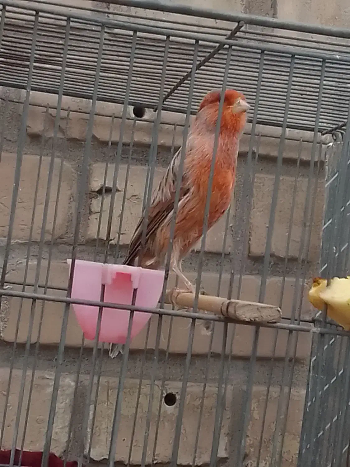 قناری سرخ اکات ونگرو سیاه وفنچ گلوبریده|پرنده|اهواز, کوی رمضان|دیوار