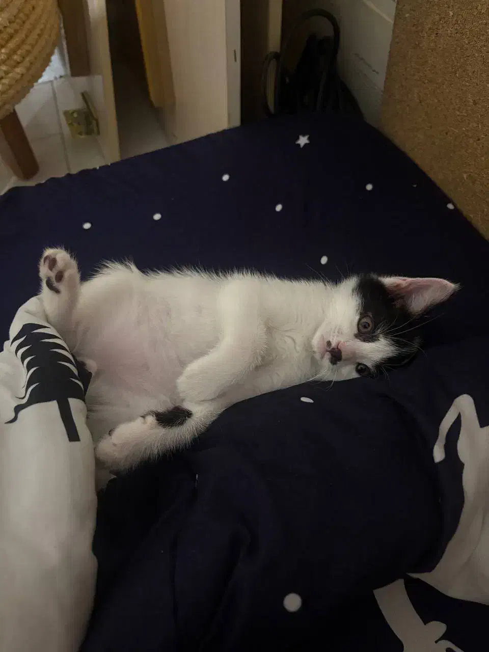 واگذاری گربه فوری پوارو|گربه|مشکیندشت, |دیوار