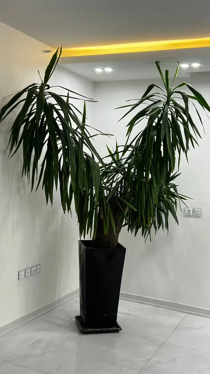 یوکای بسیار بزرگ و زیبا|گل و گیاه طبیعی|اصفهان, مرداویج|دیوار