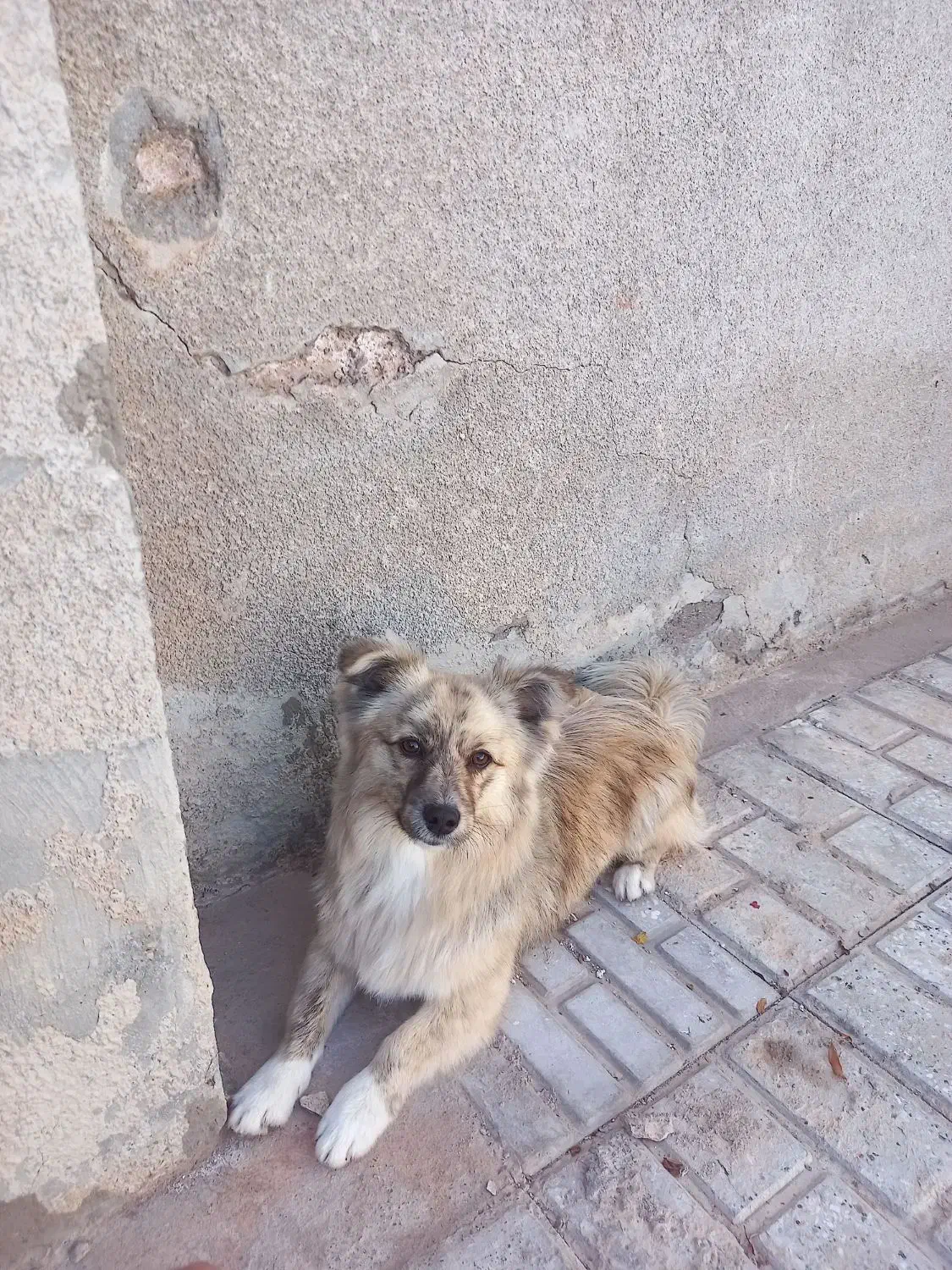 گم شده|سگ|فردوس (خراسان), |دیوار