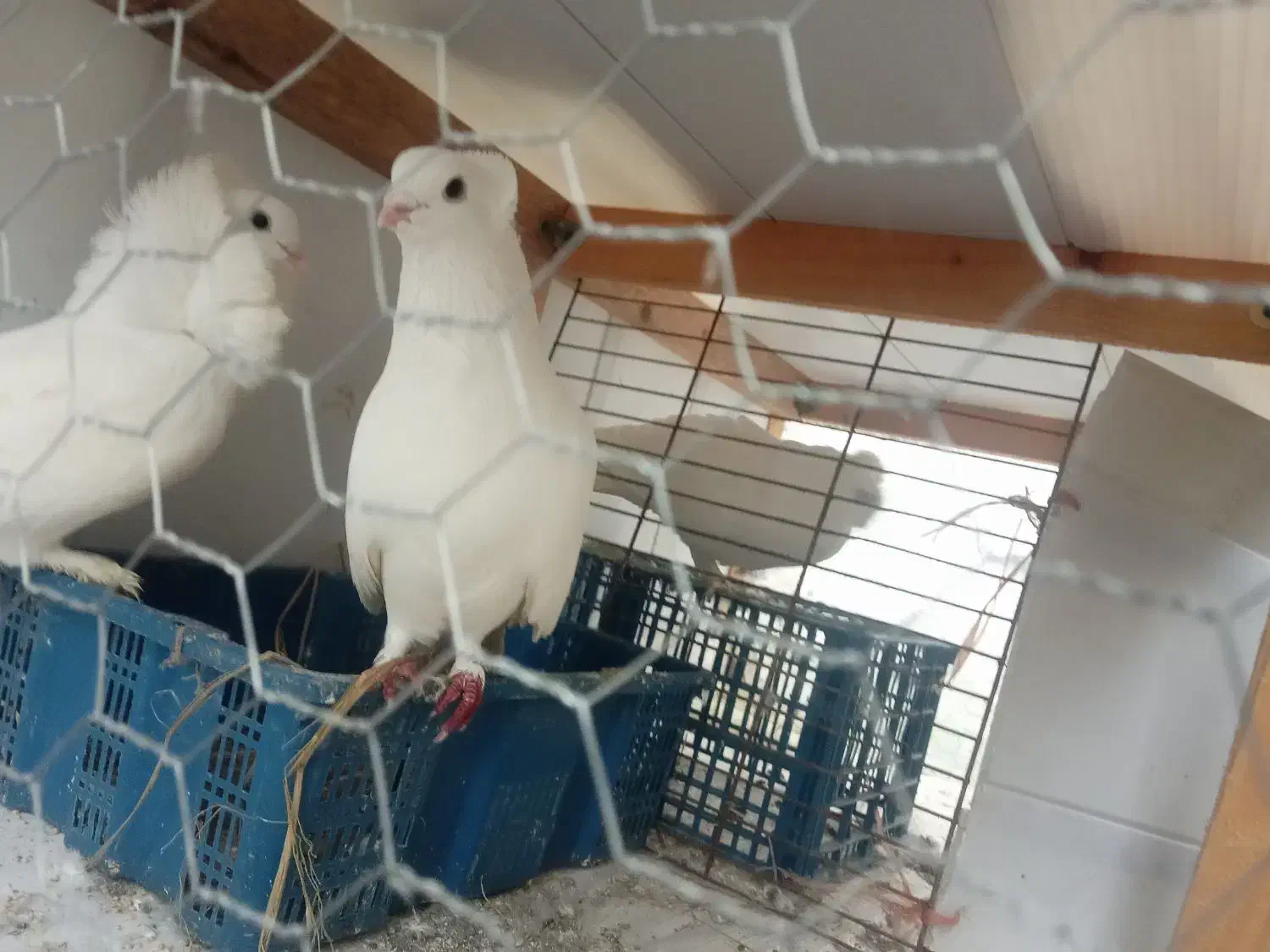 کبوتر جفت|پرنده|رودسر, |دیوار