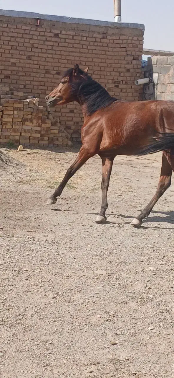 اسب فروشی|اسب و تجهیزات اسبسواری|چنگ الماسی, |دیوار