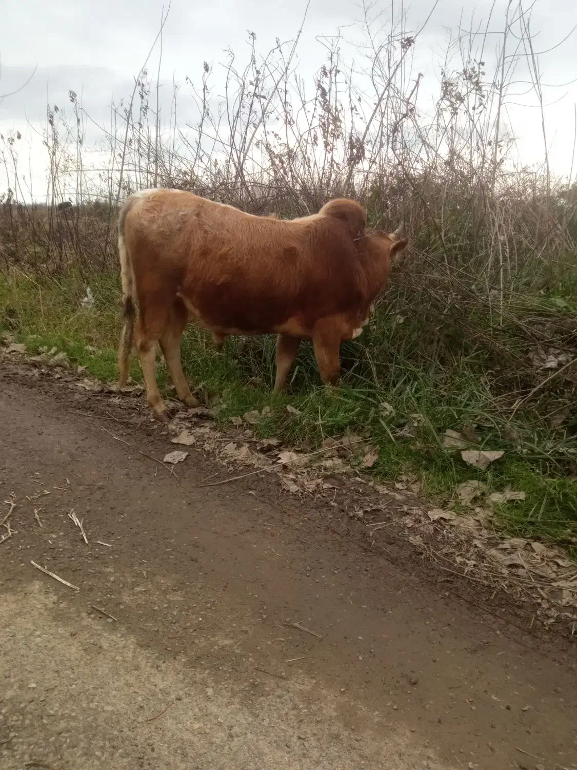 گاو نرچالوسی|حیوانات مزرعه|رشت, پسیخان|دیوار